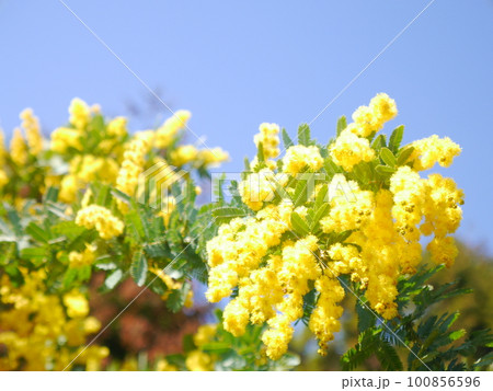 青空と満開のミモザ 100856596