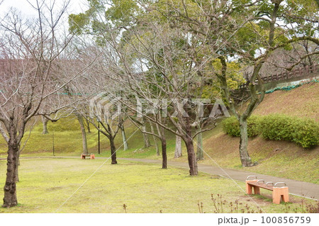 landscape of tree and grass field in garden on Japan landscape of tree and grass field in garden on Japan 100856759