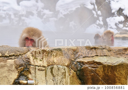 買い保障できる 雪の温泉につかる3匹の猿 温泉に浸かる猿が見れる