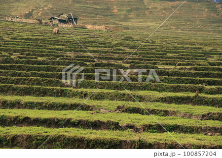 An old cottage in the middle of a rice terraces field in Ha giang Vietnam showing the candid daily life, cottagecore, sustainable rural life and slow living 100857204