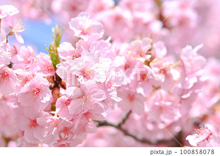 鮮やかに咲く河津桜 100858078