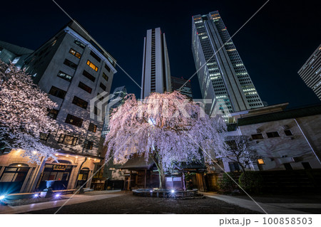 新宿　常圓寺　ライトアップされた夜の桜 100858503