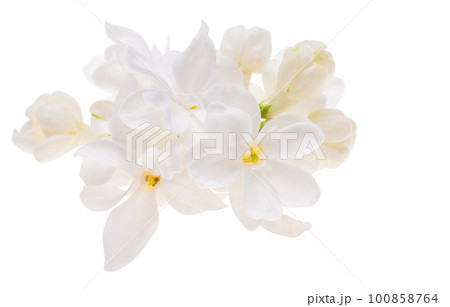 lilac flower isolated 100858764