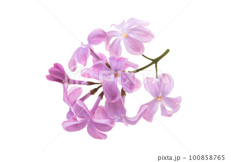 lilac flower isolated lilac flower isolated 100858765