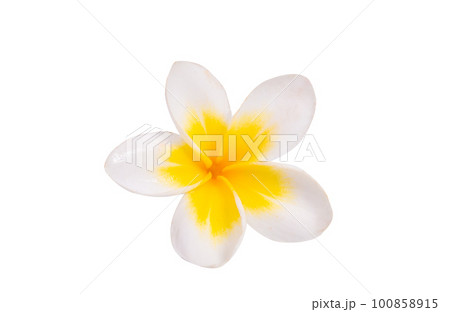frangipani flower isolated frangipani flower isolated 100858915