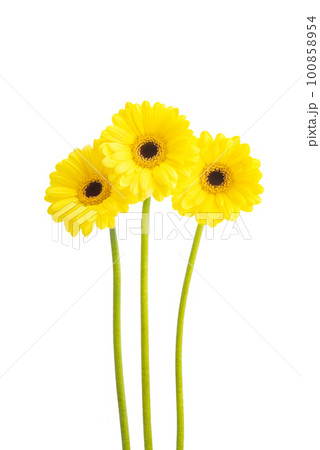 yellow gerbera isolated yellow gerbera isolated 100858954