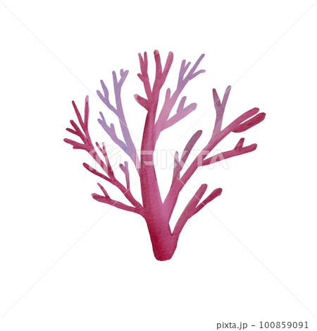 Pink underwater coral isolated on white background. Watercolor illustration of marine plants. Tree-like coral. Cartoon style. Suitable for postcards, design, posters, packaging, clothing. 100859091