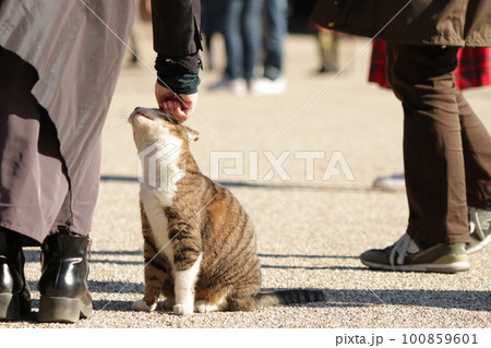 観光客に撫でられている野良猫 観光客に撫でられている野良猫 100859601