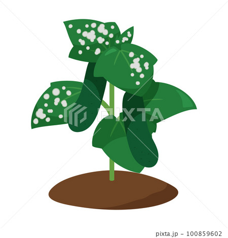 うどんこ病になったきゅうりの苗のイラスト うどんこ病になったきゅうりの苗のイラスト 100859602