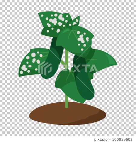 うどんこ病になったきゅうりの苗のイラスト うどんこ病になったきゅうりの苗のイラスト 100859602