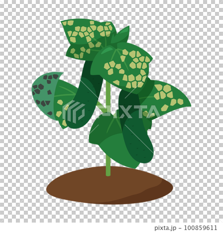 霜霉病黃瓜苗圖解 霜霉病黃瓜苗圖解 100859611