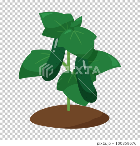 illustration of healthy cucumber seedlings 100859676
