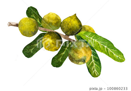 Macadamia nut watercolor. Clipart watercolor macadamia nuts.pattern Macadamia nut watercolor. Clipart watercolor macadamia nuts.pattern 100860233