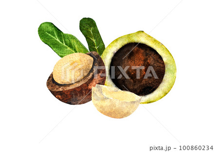 Macadamia nut watercolor. Clipart watercolor macadamia nuts.pattern 100860234