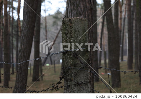 Protected area with barbed wire in a pine forest Protected area with barbed wire in a pine forest 100860424