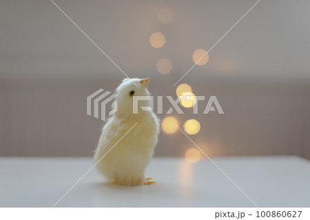 Close-up of a small yellow chicken. Easter card with a copy space. Spring Easter decor. Template for design. copy space. Wallpaper or Banner against blurred festive lights Close-up of a small yellow chicken. Easter card with a copy space. Spring Easter decor. Template for design. copy space. Wallpaper or Banner against blurred festive lights 100860627
