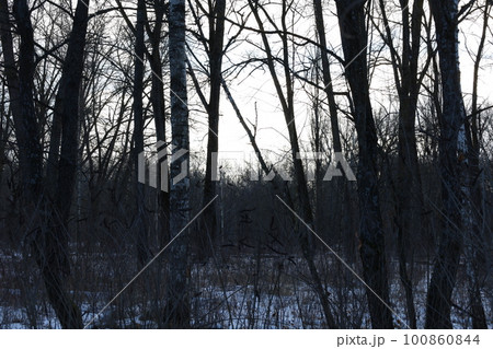 Winter forest atmosphere  100860844