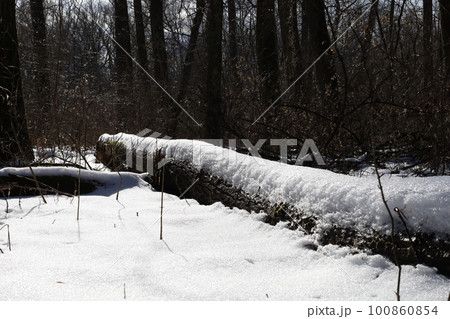 Winter forest atmosphere Winter forest atmosphere 100860854
