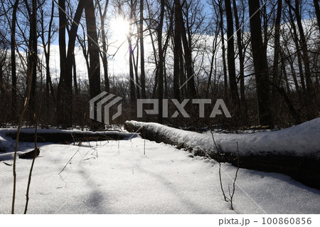 Winter forest atmosphere Winter forest atmosphere 100860856