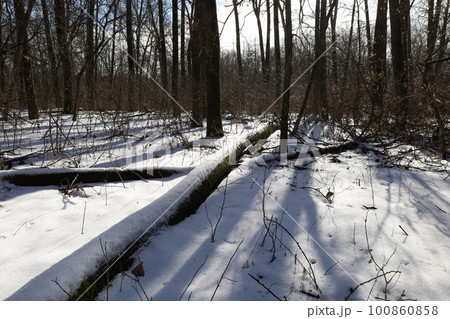 Winter forest atmosphere  100860858