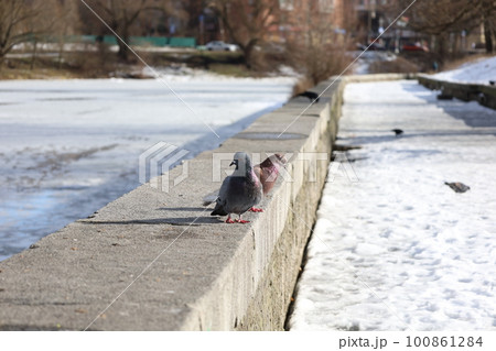 Pigeons in an old winter park Pigeons in an old winter park 100861284