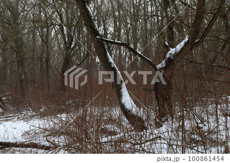 winter forest atmosphere, winter nature winter forest atmosphere, winter nature 100861454