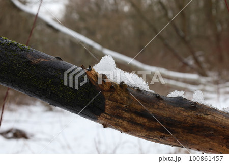winter forest atmosphere, winter nature winter forest atmosphere, winter nature 100861457