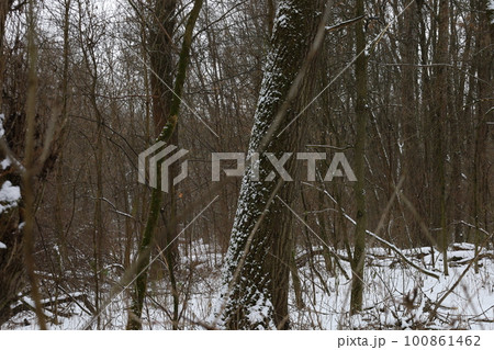 winter forest atmosphere, winter nature 100861462