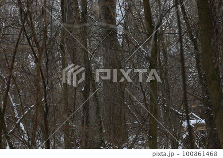 winter forest atmosphere, winter nature winter forest atmosphere, winter nature 100861468