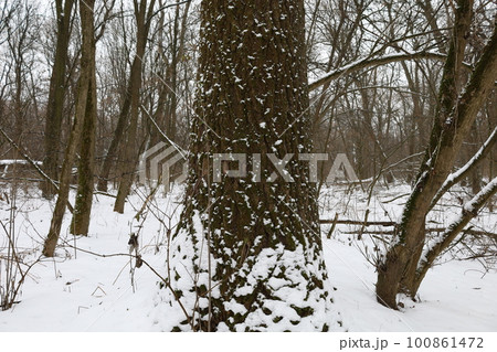 winter forest atmosphere, winter nature winter forest atmosphere, winter nature 100861472