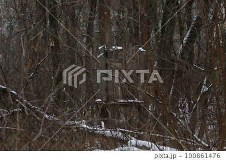 winter forest atmosphere, winter nature winter forest atmosphere, winter nature 100861476