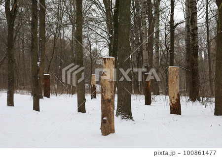 winter forest atmosphere, winter nature winter forest atmosphere, winter nature 100861477