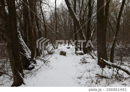 winter forest atmosphere, winter nature winter forest atmosphere, winter nature 100861481