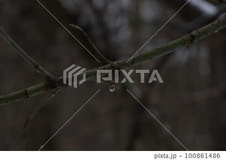 winter forest atmosphere, winter nature winter forest atmosphere, winter nature 100861486