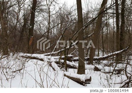 winter forest atmosphere, winter nature winter forest atmosphere, winter nature 100861494