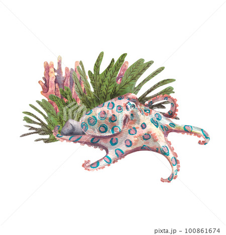 Cute octopus with blue spots on coral background isolated on white background. Watercolor illustration of realistic underwater animals and plants. Suitable for design, postcards, posters. 100861674