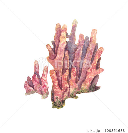 Pink long underwater coral isolated on a white background. Watercolor illustration of marine plants and polyps. Drawing of tropical corals. Design elements are suitable for postcards, packages. 100861688