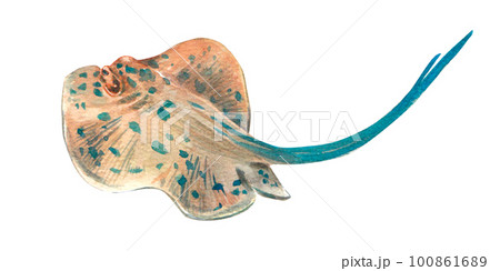 A spotted cute stingray with a blue tail isolated on a white background. Watercolor illustration of marine animals. An inhabitant of the barrier reef. Suitable for posters, posters, booklet, postcard. 100861689