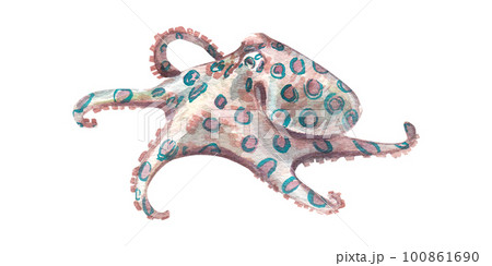 A beautiful blue-ringed octopus isolated on a white background. Watercolor illustration of an underwater animal. Pink octopus with tentacles. Suitable for postcards, packages, books, design. 100861690