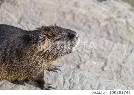 Nutria, close-up view of the side of the snout of the nutria looking to the side standing on a stone. Wild animals, animals in the natural environment. Nutria, close-up view of the side of the snout of the nutria looking to the side standing on a stone. Wild animals, animals in the natural environment. 100861742
