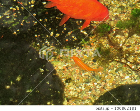 金魚の親子 金魚の親子 100862181