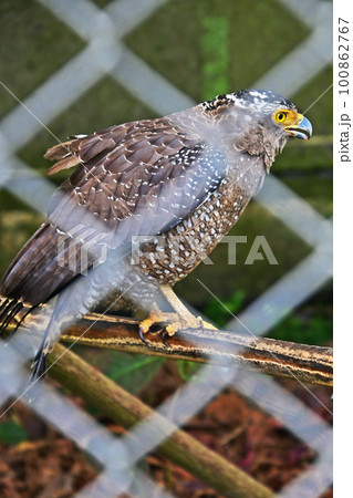 傷ついて保護されているカンムリワシ 傷ついて保護されているカンムリワシ 100862767