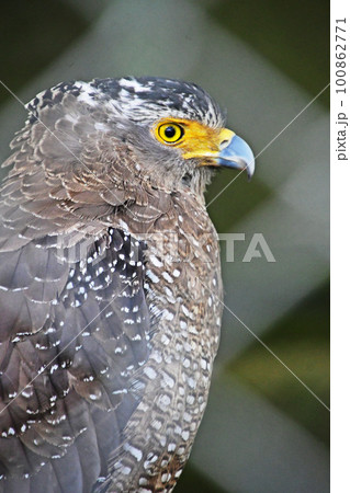 傷ついて保護されているカンムリワシ 100862771