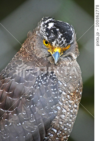 傷ついて保護されているカンムリワシ 傷ついて保護されているカンムリワシ 100862778