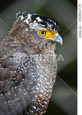 傷ついて保護されているカンムリワシ 傷ついて保護されているカンムリワシ 100862779