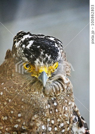 傷ついて保護されているカンムリワシ 100862803