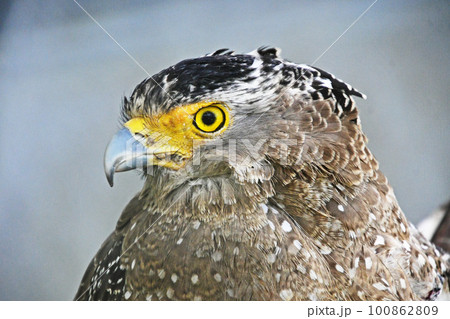 傷ついて保護されているカンムリワシ 100862809