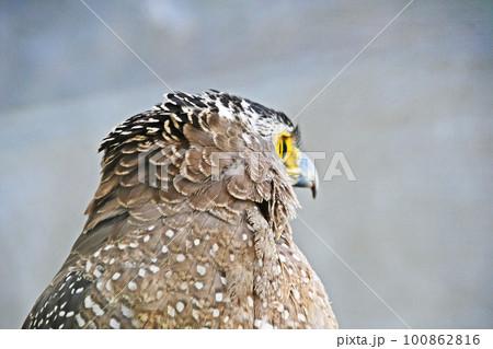 傷ついて保護されているカンムリワシ 傷ついて保護されているカンムリワシ 100862816