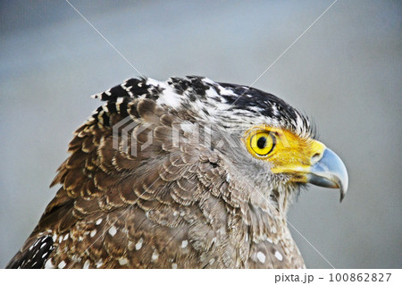 傷ついて保護されているカンムリワシ 100862827