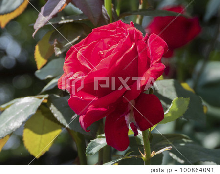 5月の岐阜県大野町バラ公園の赤い薔薇の花 100864091